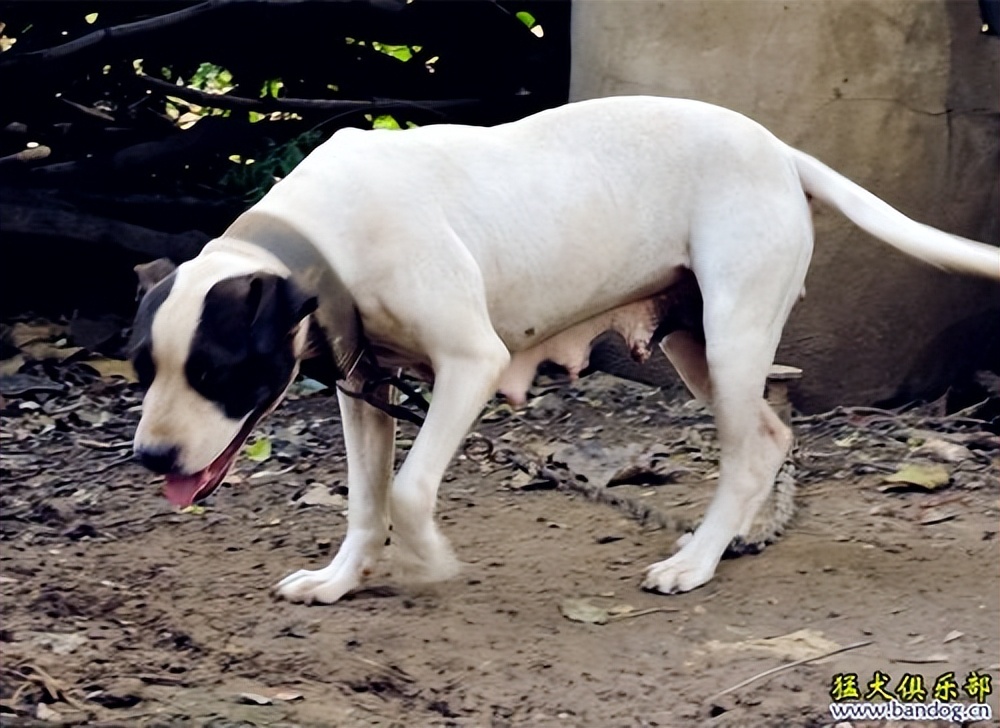 动物园全部被虎王咬死的故事,动物世界雄狮咬死鬣狗首领