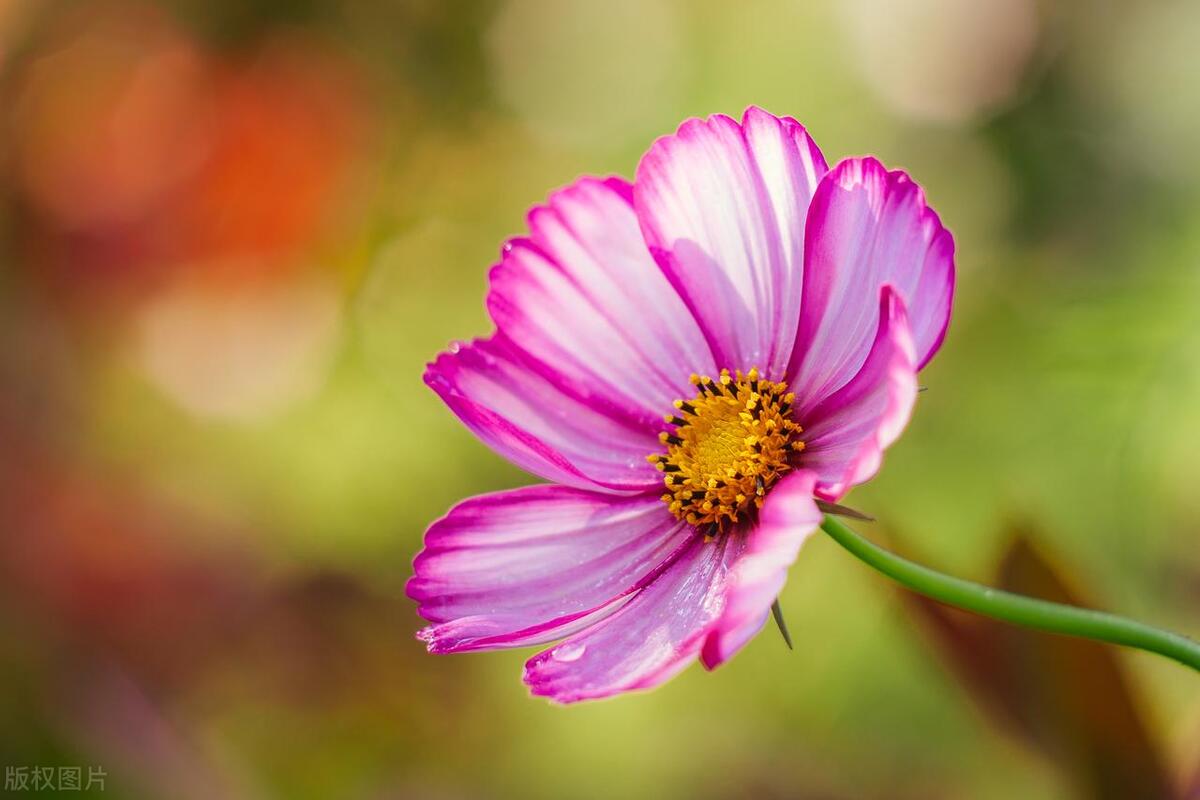 就算爱得卑微也不主动分手的星座,感情里最卑微的三大星座