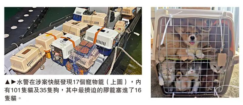 香港海关截获134只内地*私走**猫狗网传将被人道毁灭？市民：心都碎