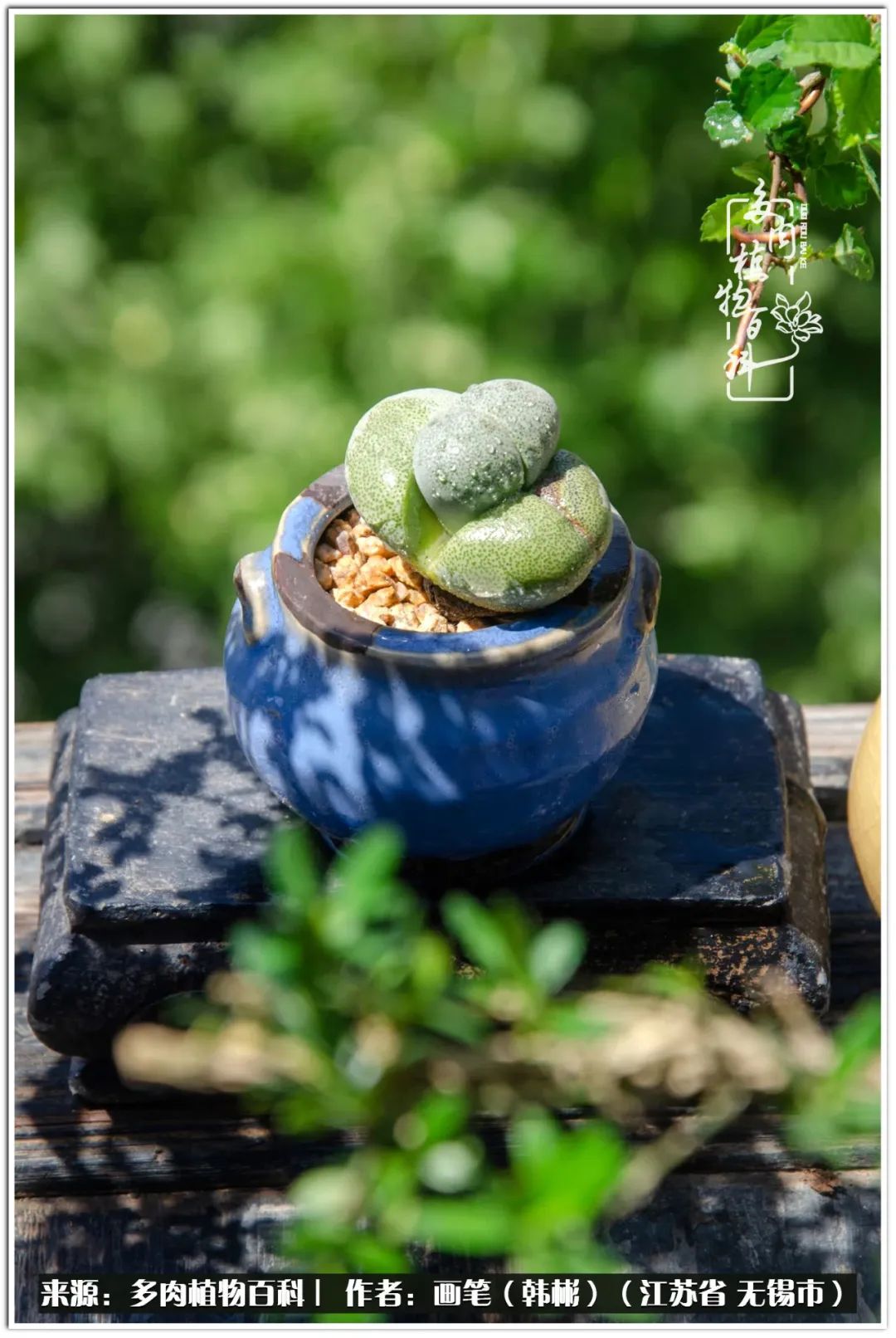 月满西楼别有一番滋味在心头,绿肥红瘦