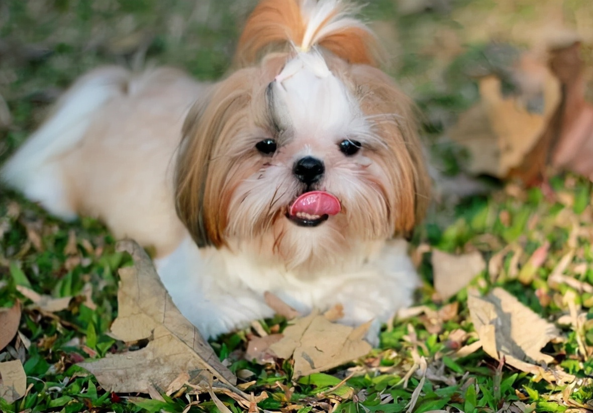 西施犬怎么看有没有怀孕,西施犬是怎么生孩子
