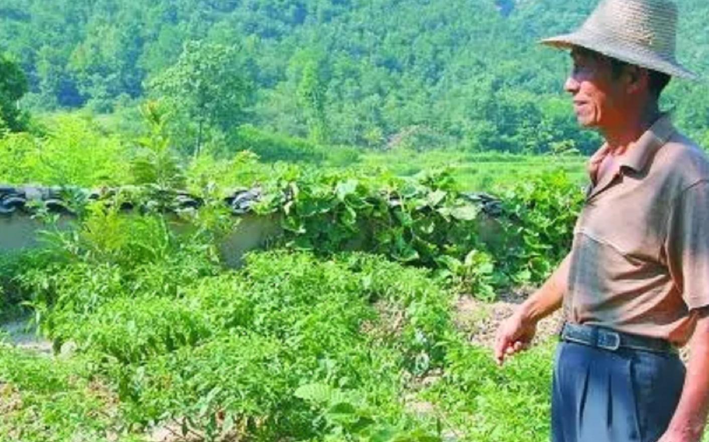 中国第一懒人杨锁23岁懒死在家中,河南第一懒人杨锁图片