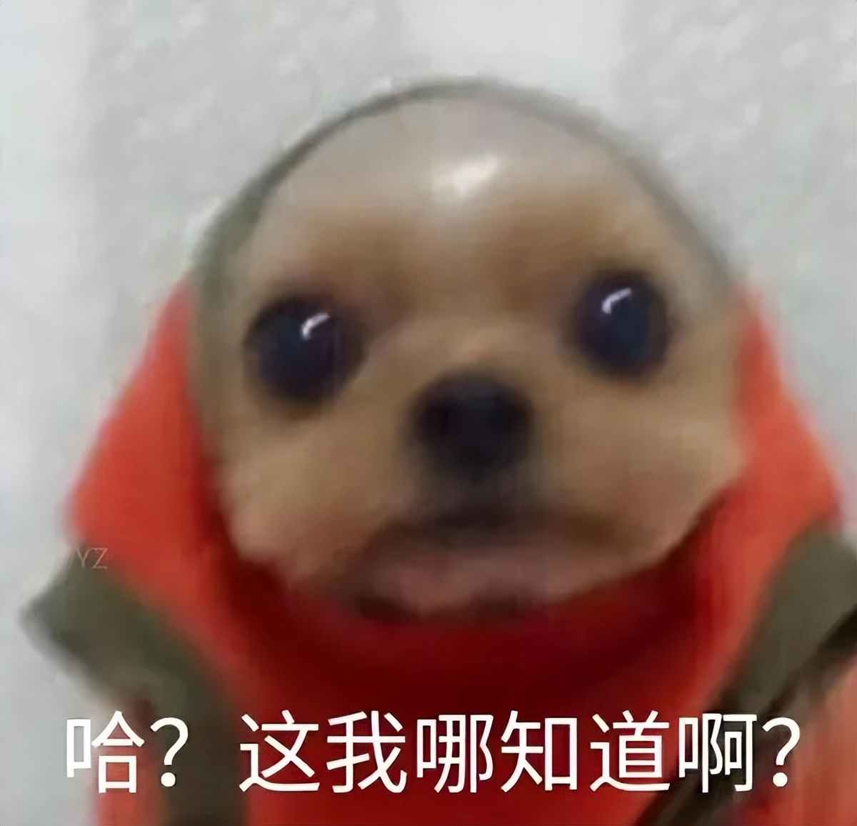 外卖小哥反被套路聊天记录视频,外卖小哥的迷惑行为大赏