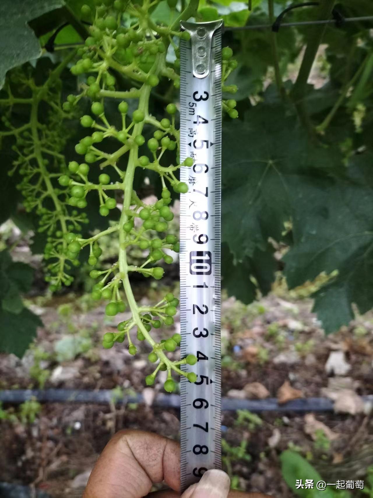 隔壁老王种植技术视频,隔壁老王种的花