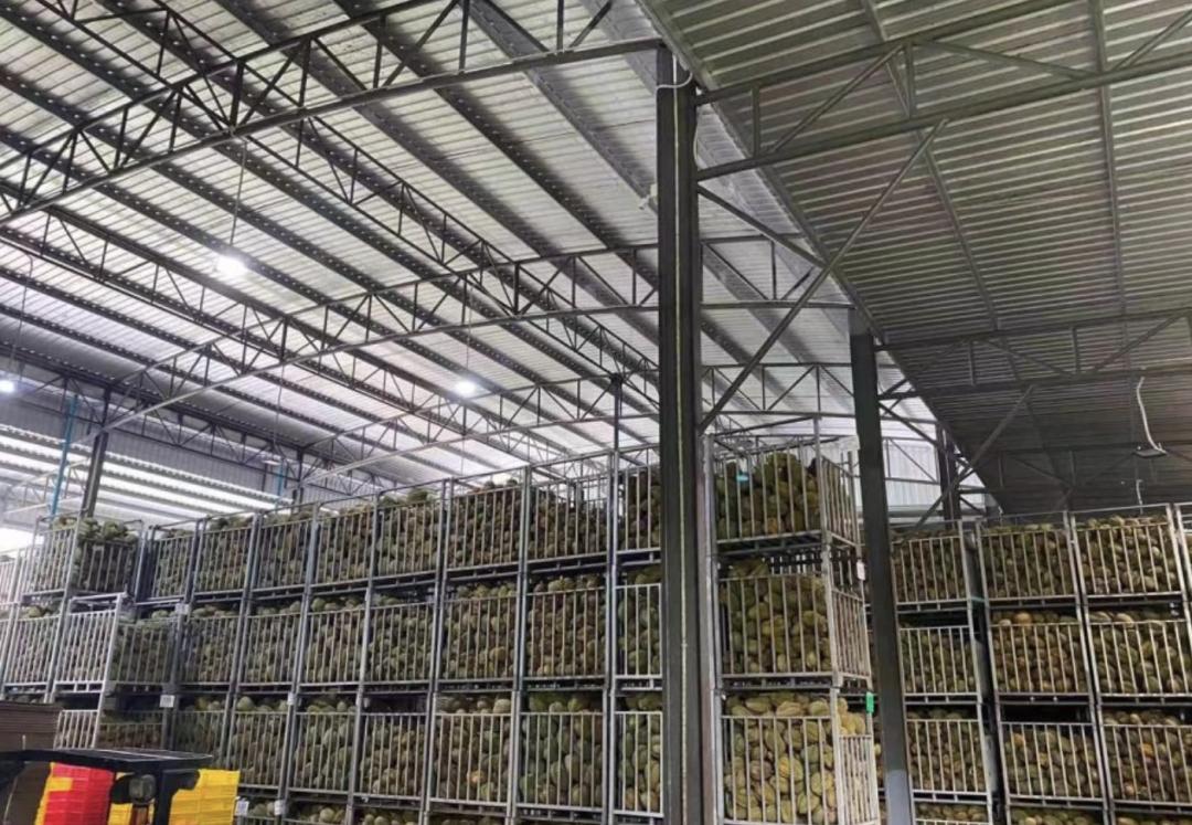 一斤榴莲可以赚多少,市场一斤榴莲赚几钱