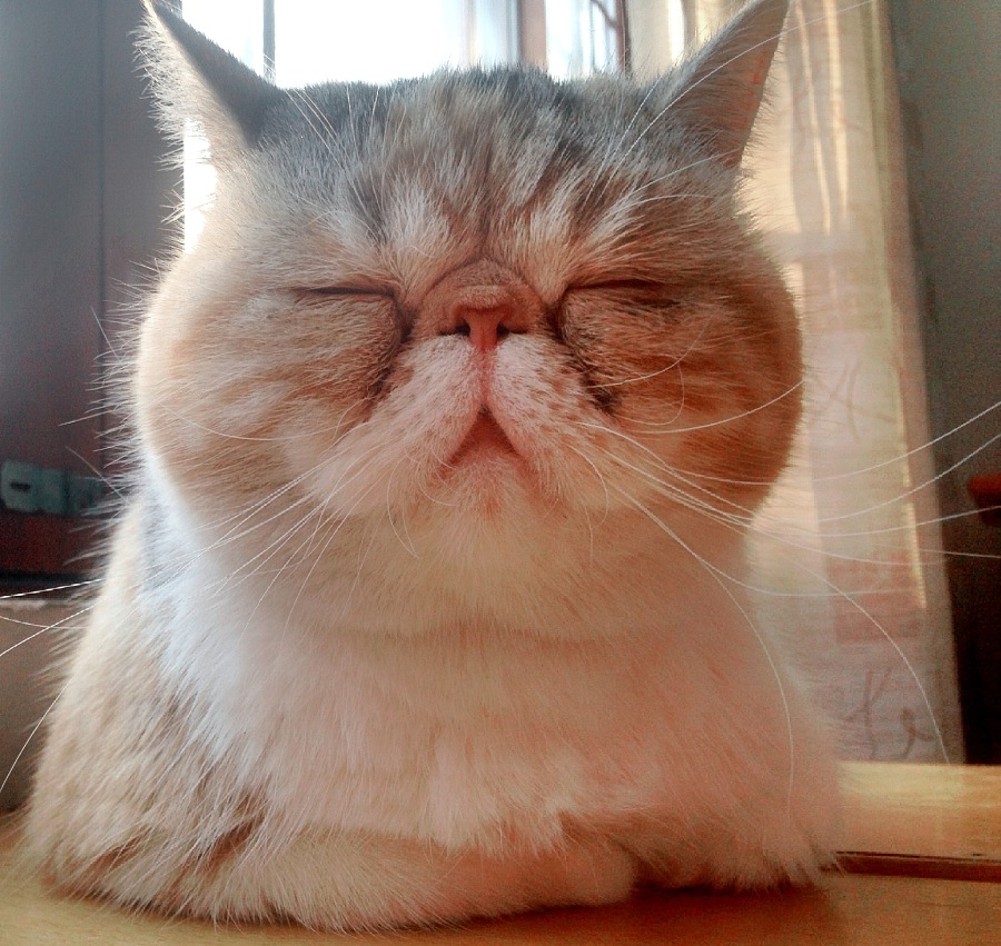 常见的18种宠物猫,常见的18种宠物猫性格