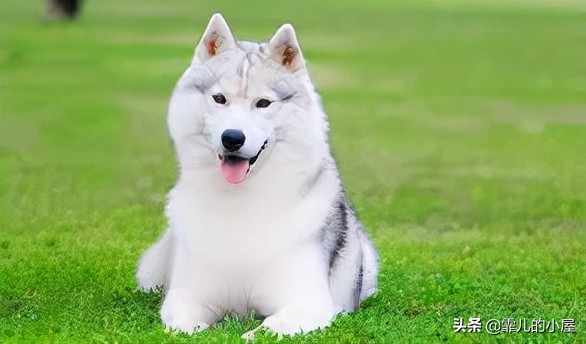 如何让你挑到称心如意的犬类宠物？一起来看看这份宝典指南吧