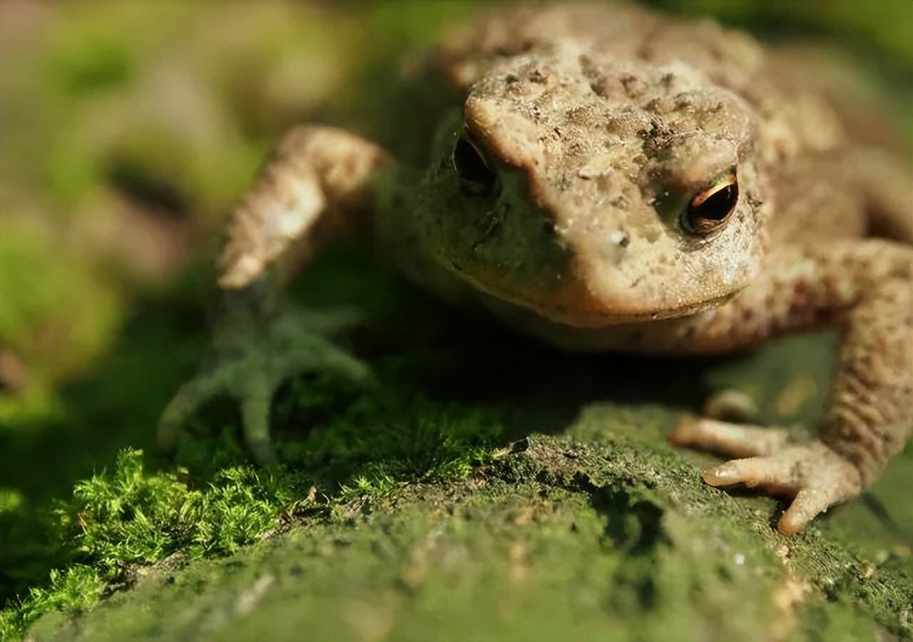 春天，农村孩子最爱到河边玩蝌蚪，它们的嘴巴小得只有针眼大