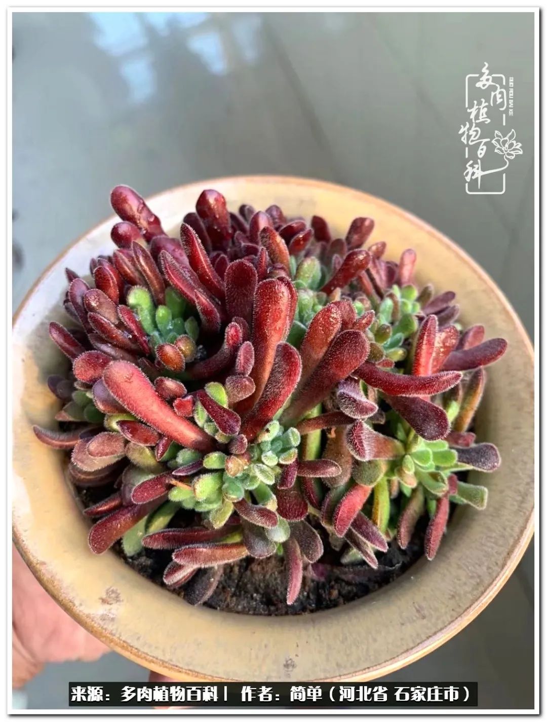 自从养了多肉以后视频,养多肉治愈生活中的疲惫和琐碎