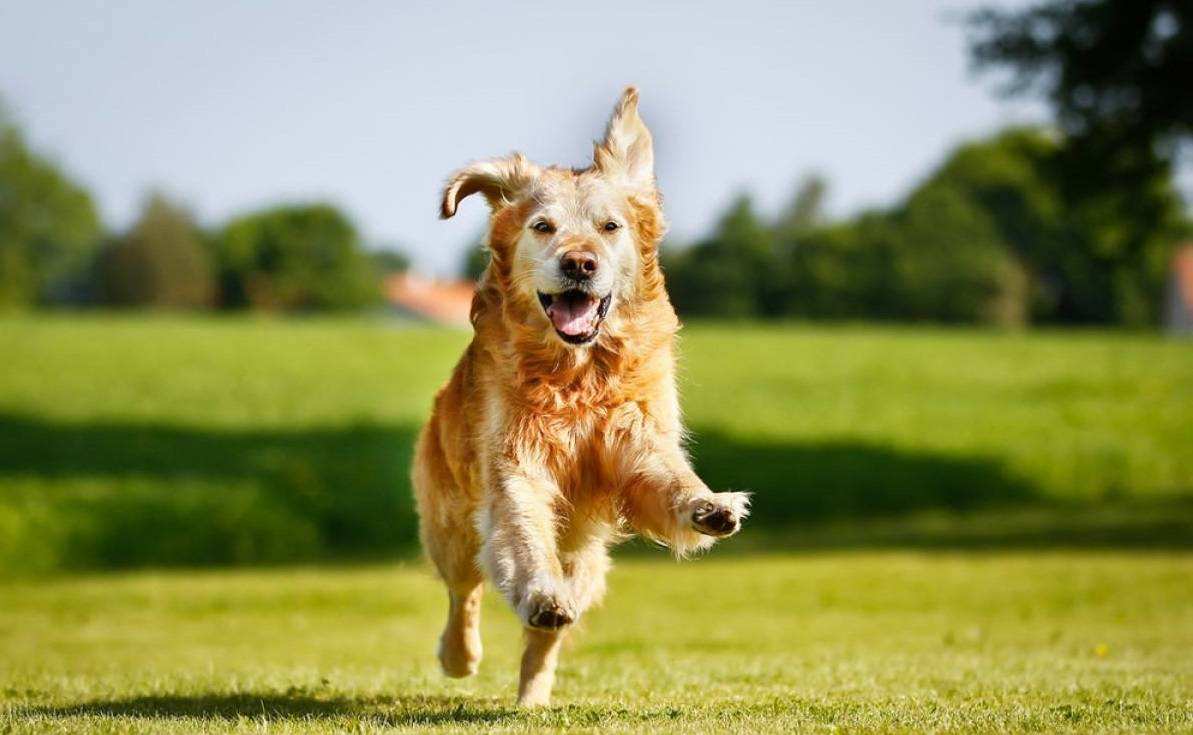 上海遛狗不拴绳男子已被处罚,上海遛狗打人者已被刑拘3年
