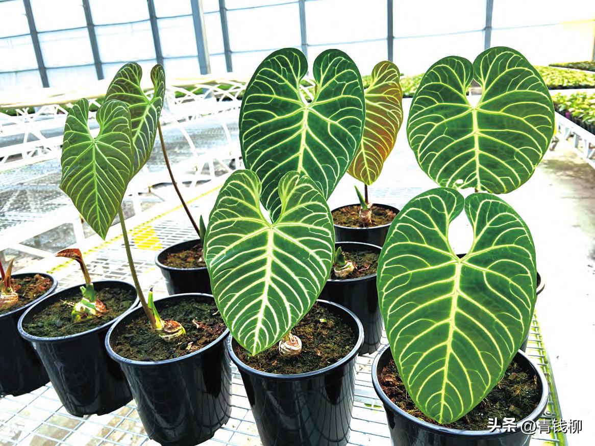 帝王花适合什么地方养,帝王花的盆栽养殖技巧