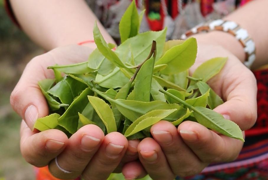 独属北纬18度的绝妙口感！揭秘五指山红茶，从饮品到艺术的升华