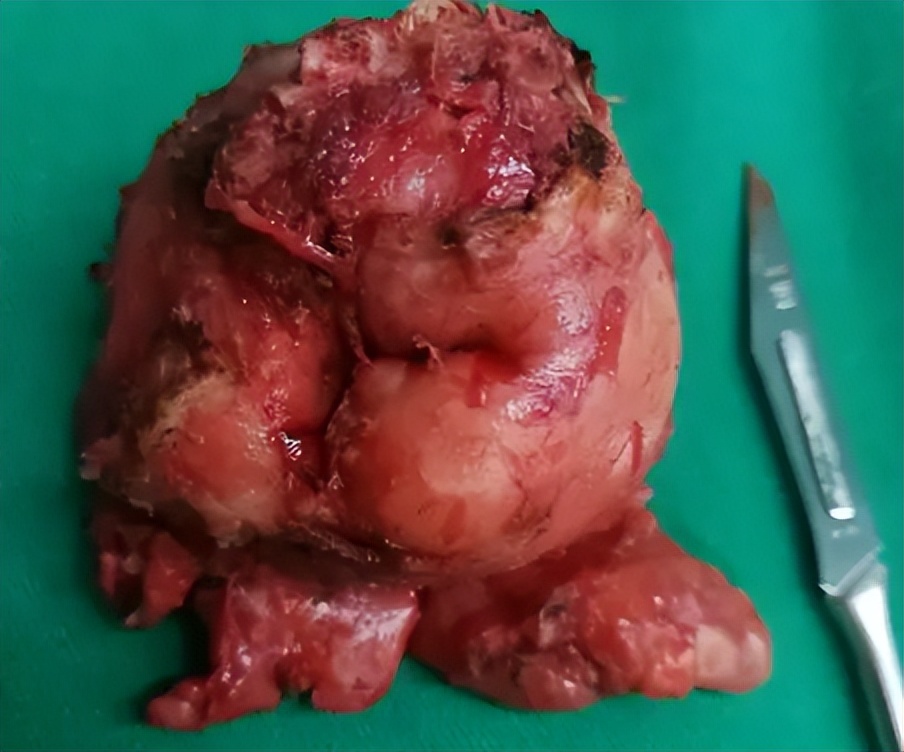 宠物肾脏指数高,宠物肾脏受损怎么办