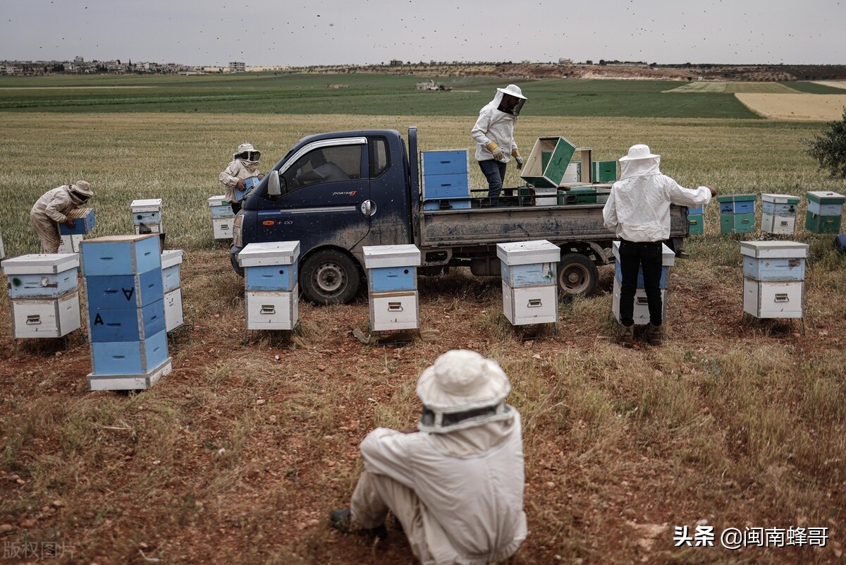 早晚温差大养蜂怎么管理,养蜂自然温好还是加温的好