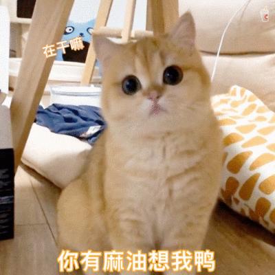 猫咪认主,猫咪判断有没有毛球