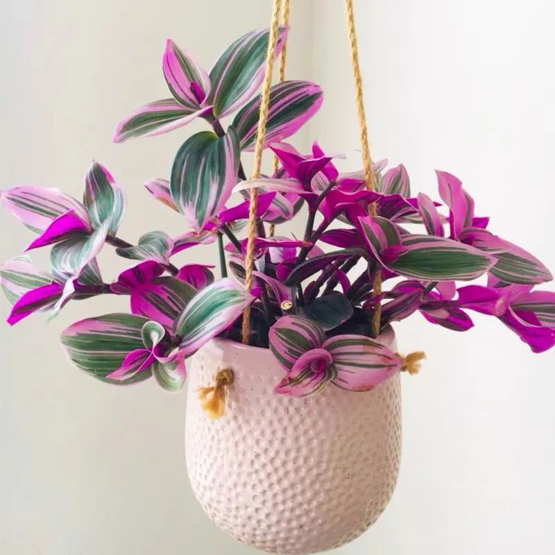 客厅好看的观赏花,小清新唯美油画花