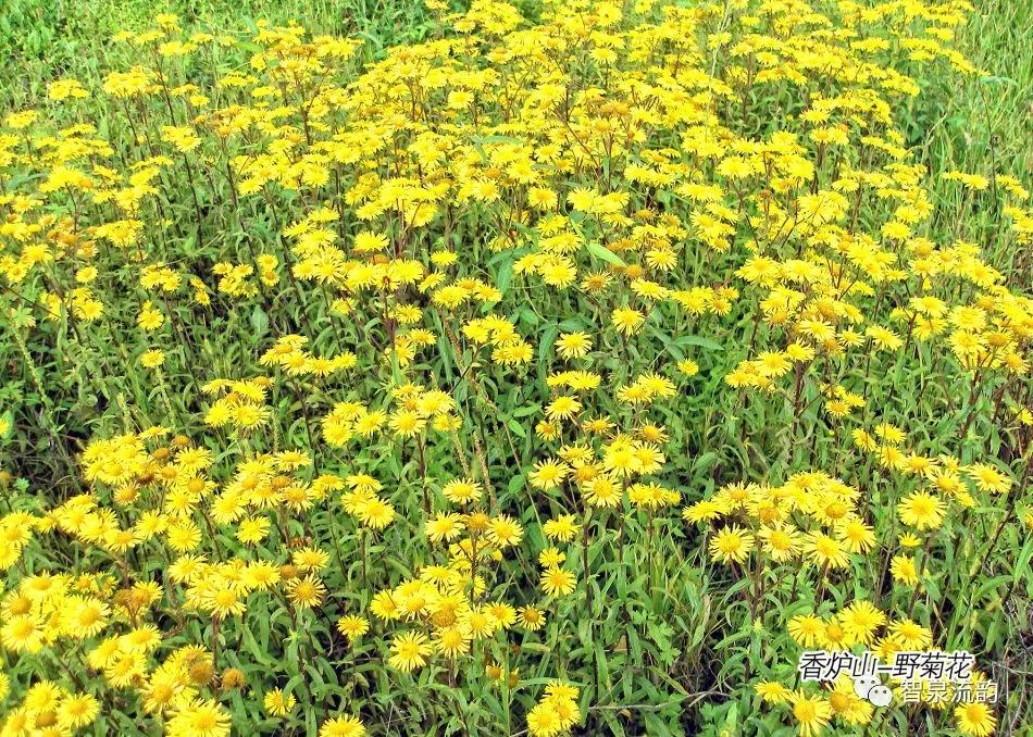 郭进栓汝州,郭进栓