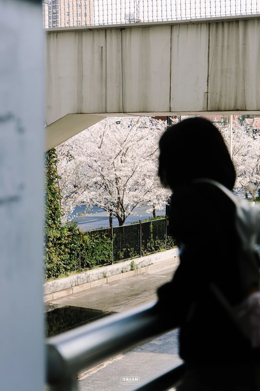 樱花最旺盛的时间,樱花最茂盛的时候是哪个季节