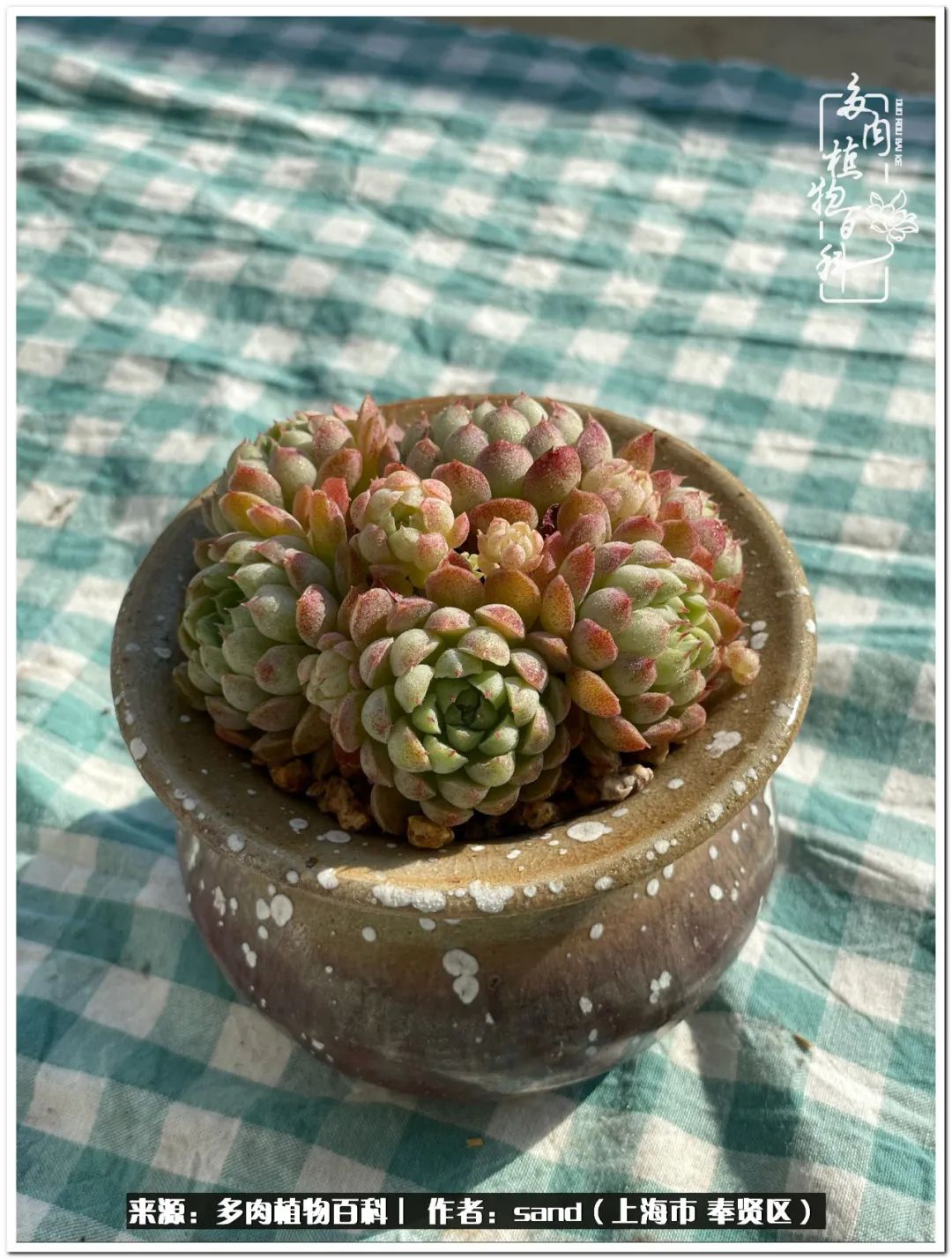 养点花草给生活添点乐趣,养点花花草草心情自然会好