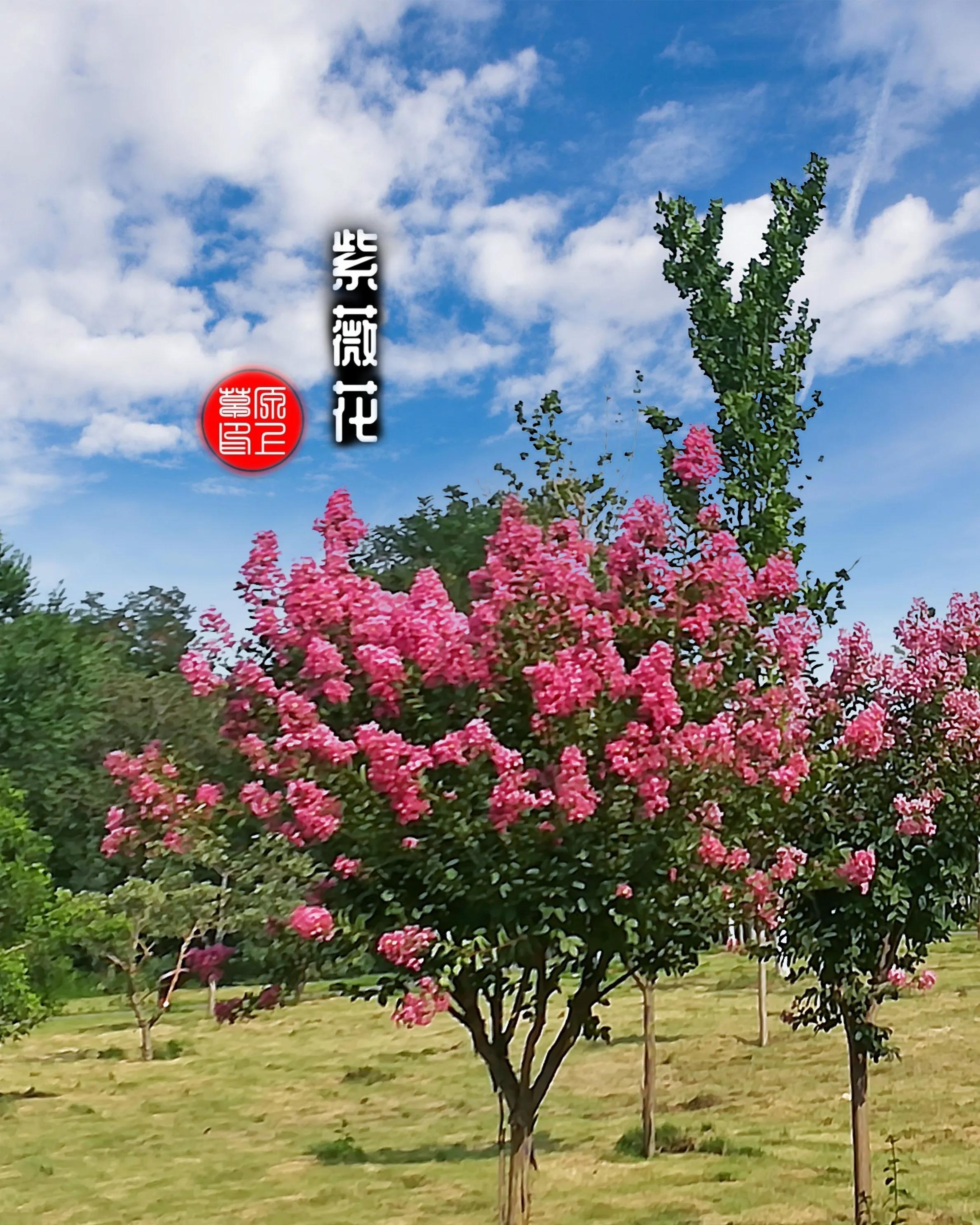 百花酿诗韵芬芳留人间（一）