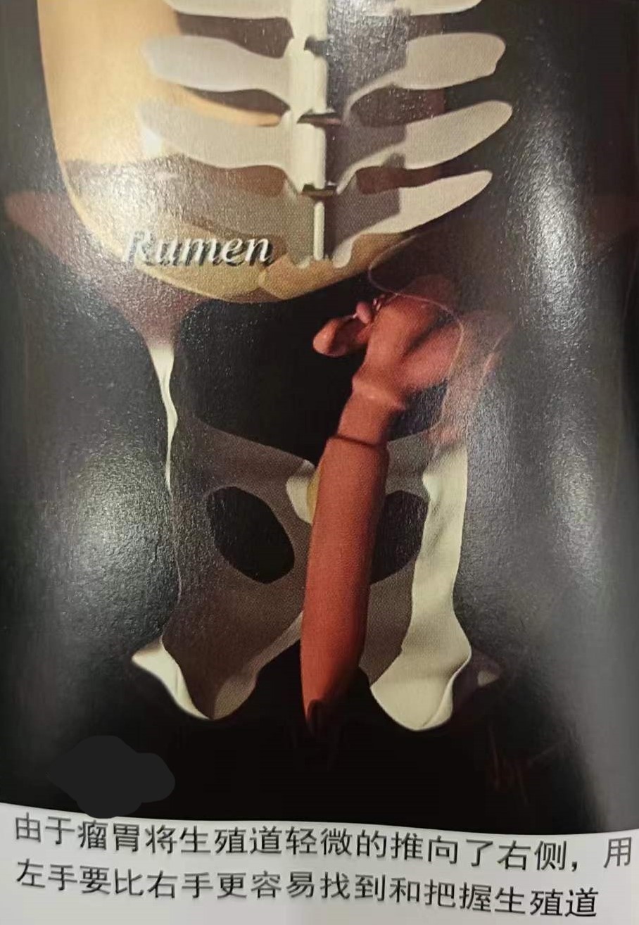 如何提高母牛同期的繁育能力,如何提高母牛受孕率