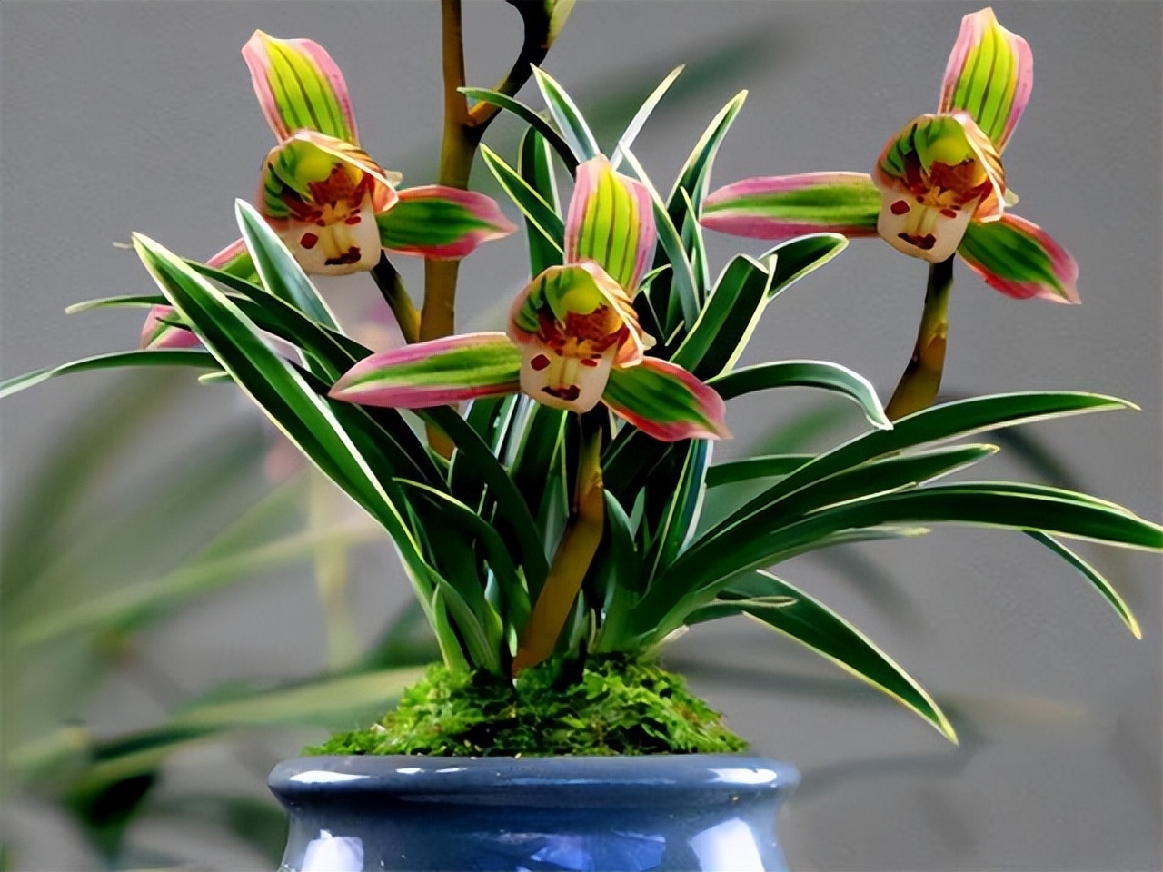 建兰帝王妃最低能耐多少度,金边建兰帝王妃叶子多长