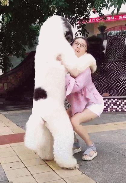 巨型贵宾犬怎么养最合适,养巨型贵宾犬怎样做犬舍