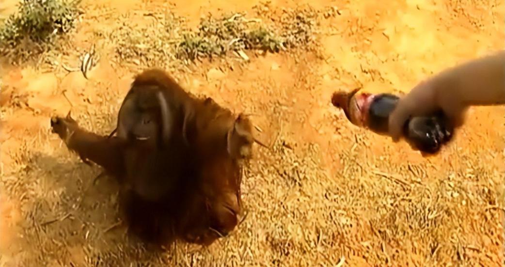 动物园大猩猩健身,大猩猩吃东西变瘦