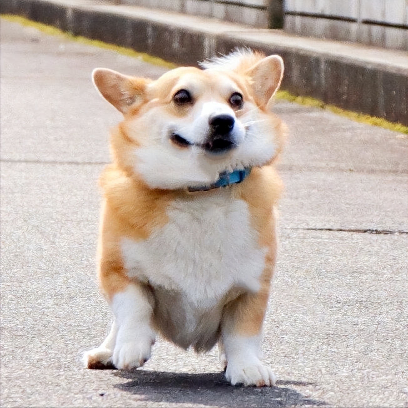 柯基的优点,柯基有几大优点