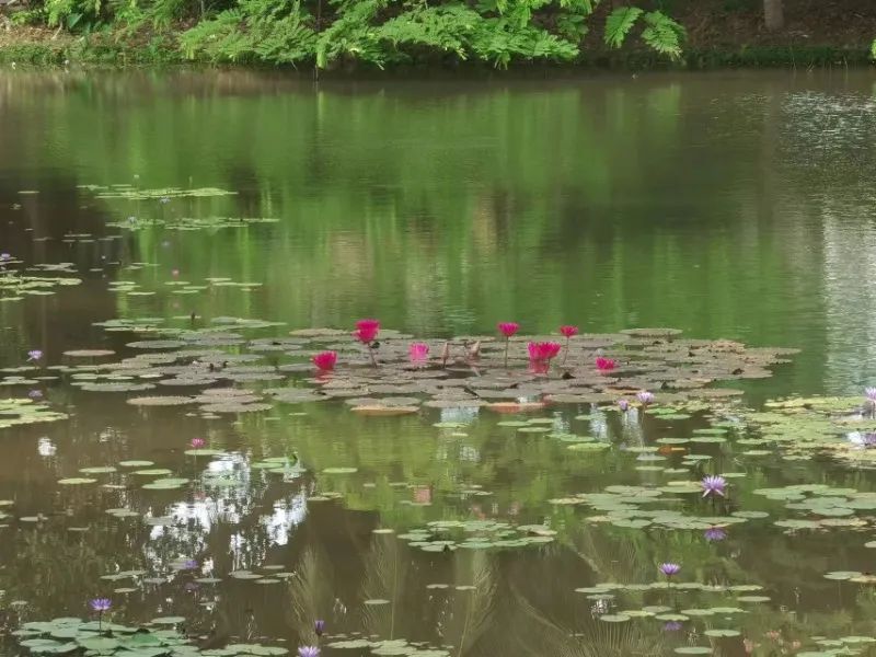云南西双版纳花海美景,云南西双版纳景色如画