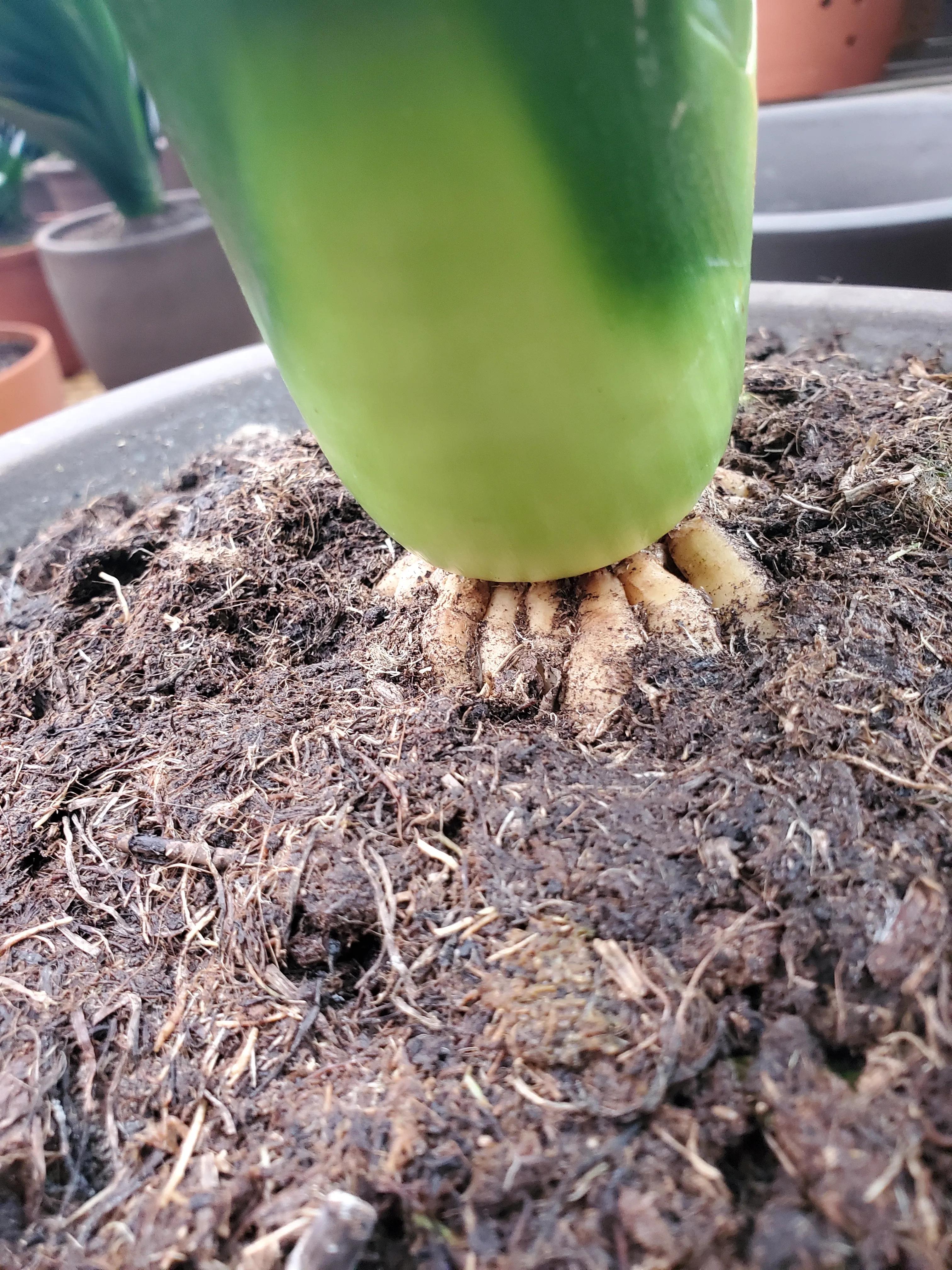 君子兰茎腐病可以用多菌灵吗,君子兰腐叶病怎么处理