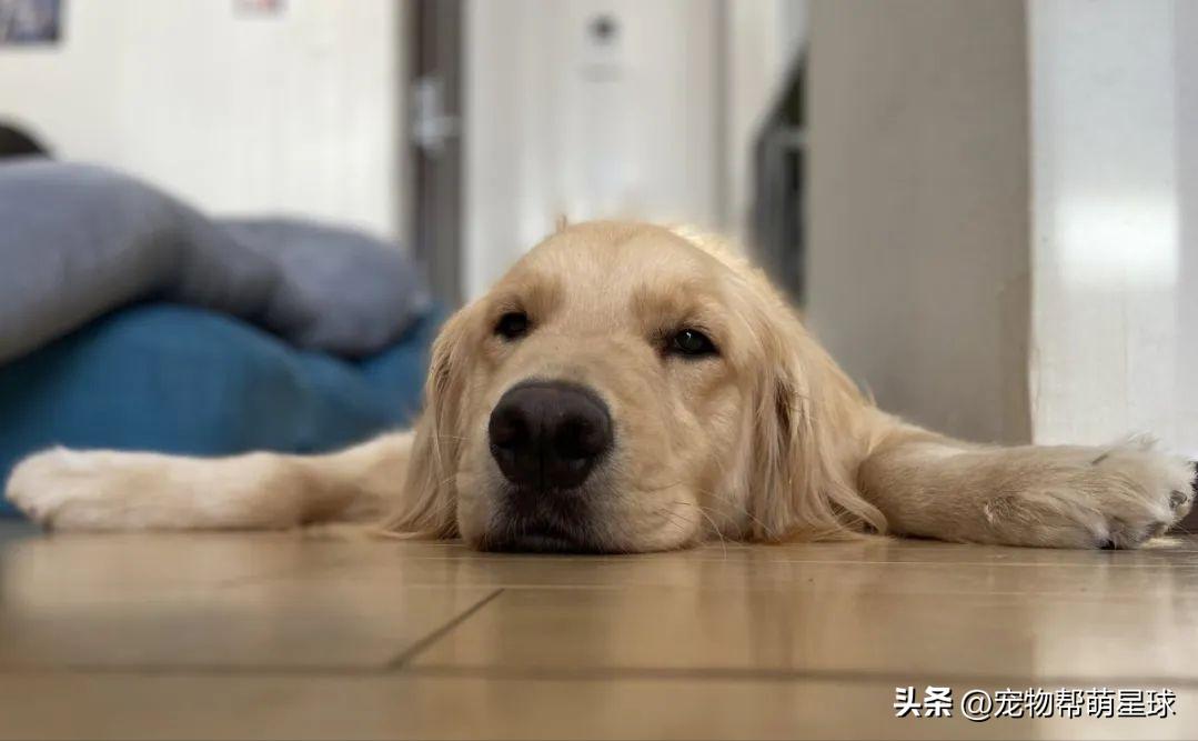 主人不在家狗狗自娱自乐,主人不在家狗狗偷偷上沙发睡觉