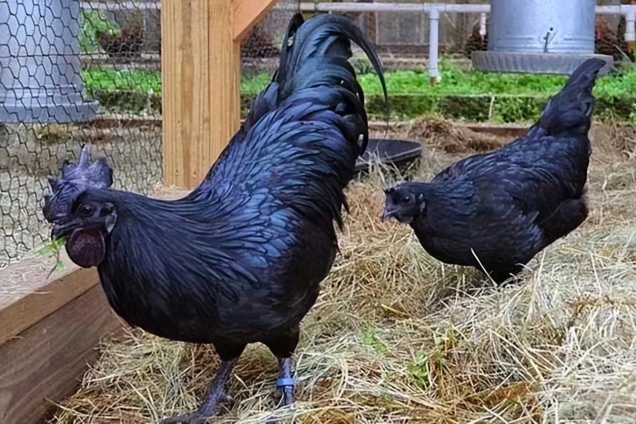 比乌鸡还黑的鸡,印尼金属鸡和乌鸡区别