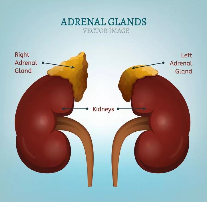 阿莫西林都是消炎药吗,阿莫西林是最好的消炎药了吗