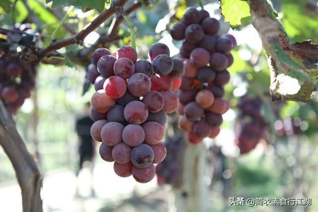 她做保姆这些年之豪门生活完整版,她做保姆的这些年豪门生活之十一