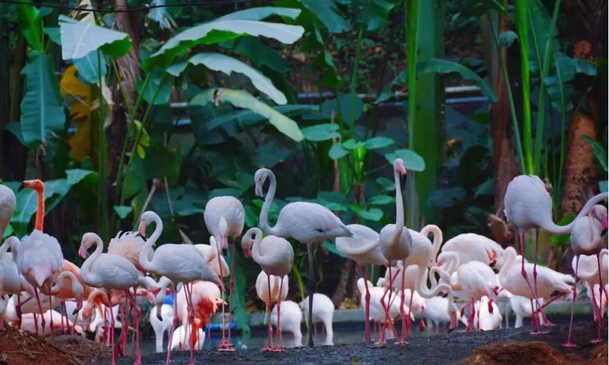 六刷广州长隆野生动物世界，強烈推荐-广州必游地（内含攻略）