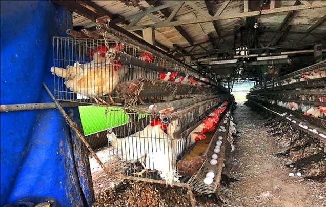 台湾为什么鸡蛋短缺,台湾鸡蛋为什么那么贵