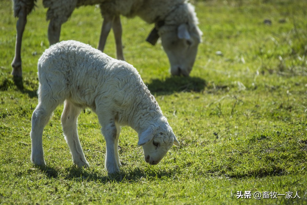 羊下颌水肿用什么药,绵羊下颌水肿怎么回事