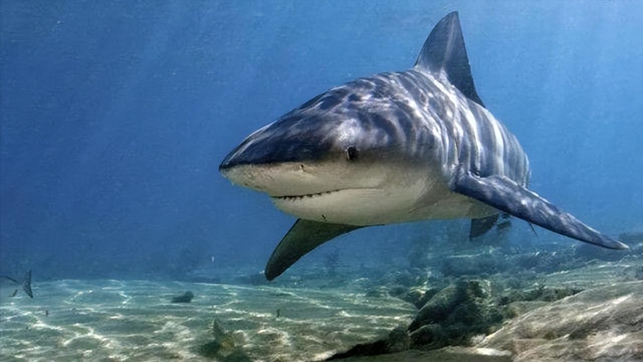 小型淡水观赏鲨鱼饲养方法,淡水鲨鱼有人工养殖的吗