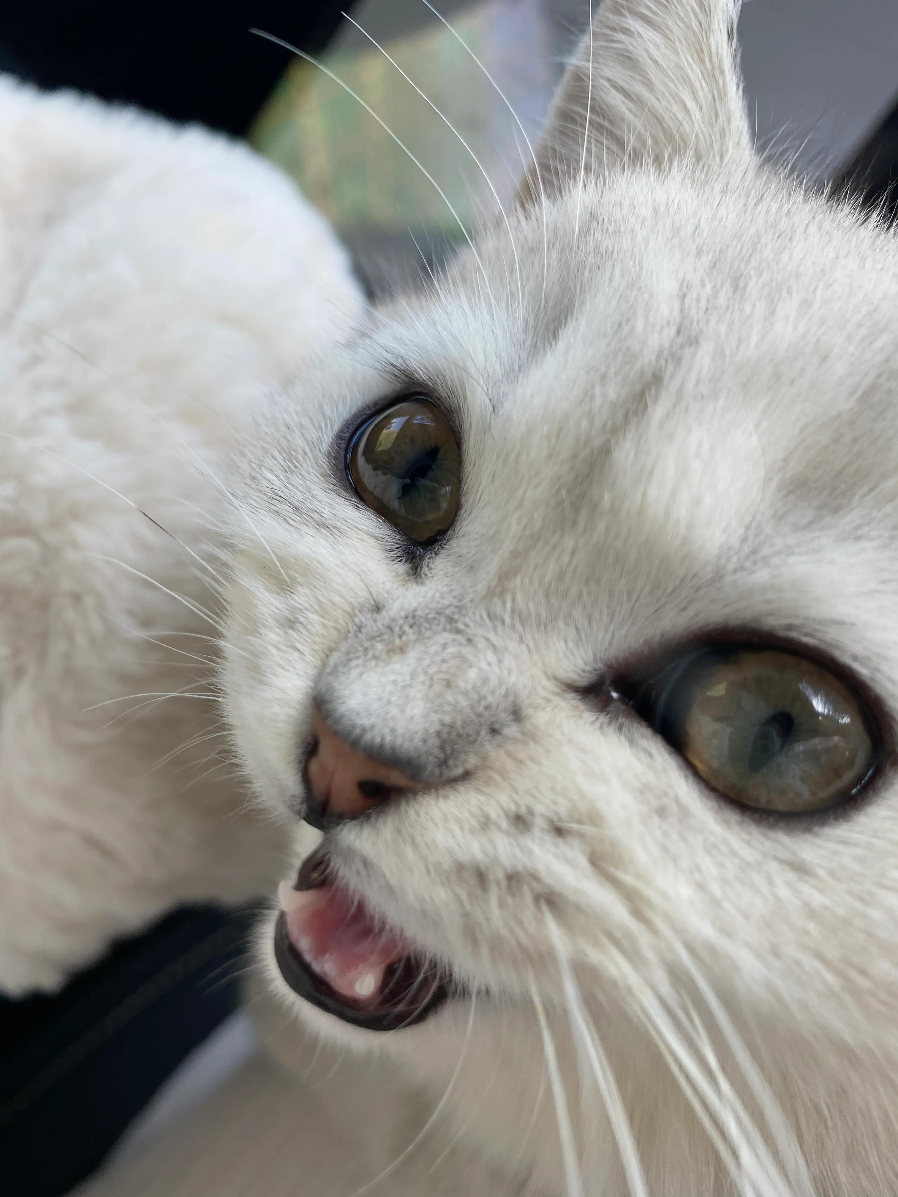 养宠物的利与弊观点,养宠物是弊大于利