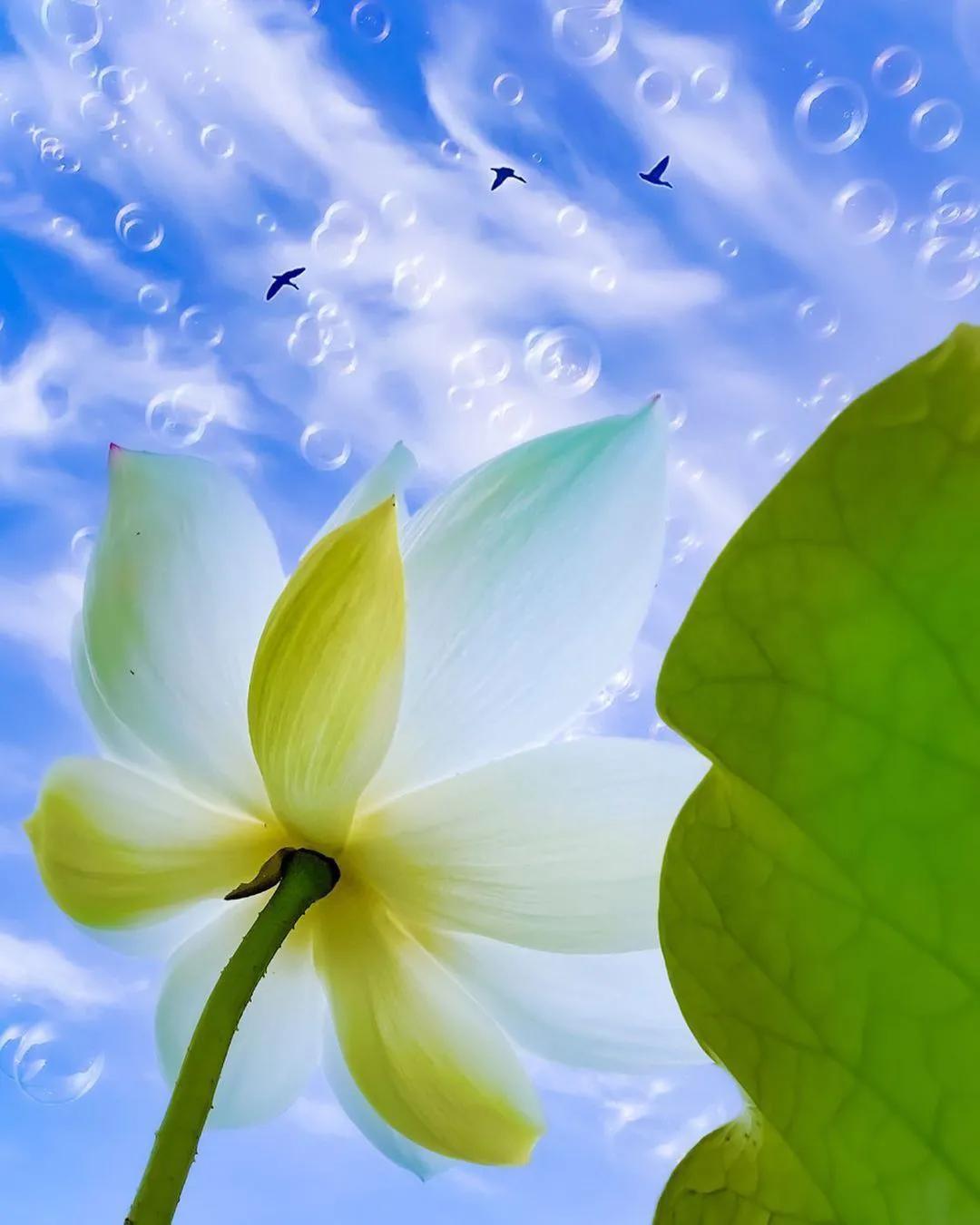 一花一世界，一叶一菩提,一花一世界一叶一菩提视频