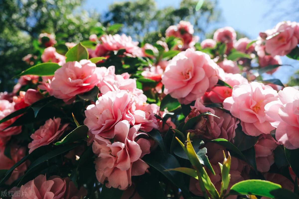 鲜花绿植店的5种盈利模式,鲜花店一年能赚多少钱