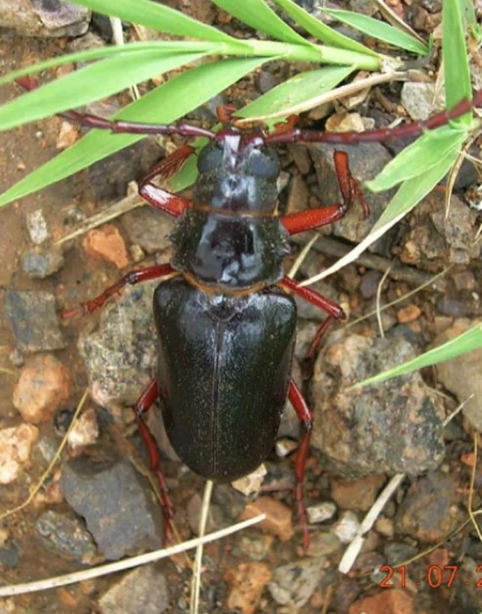 山春牛特点,山春牛照片