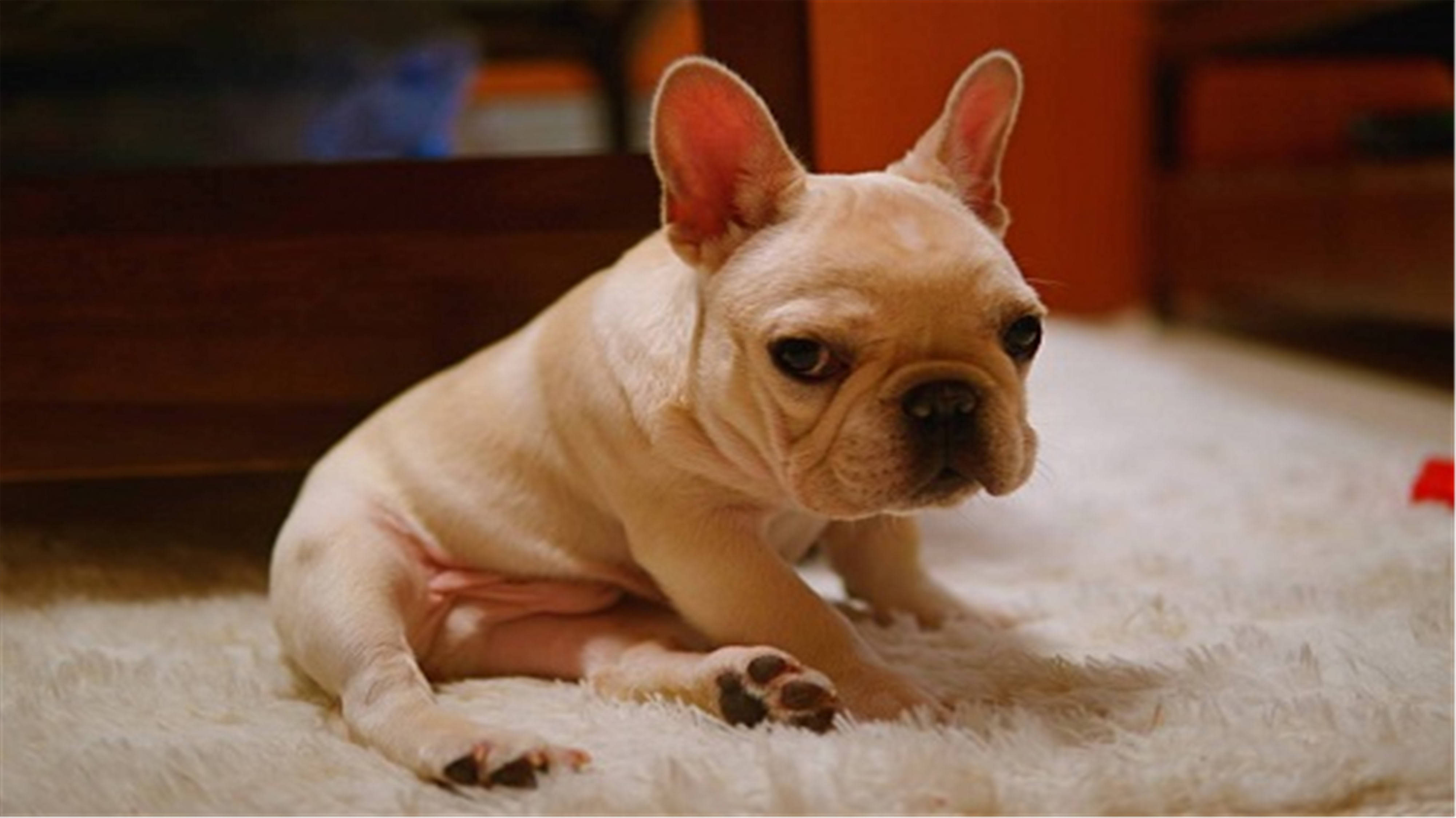 法斗狗的优点和缺点,小法斗的优点缺点