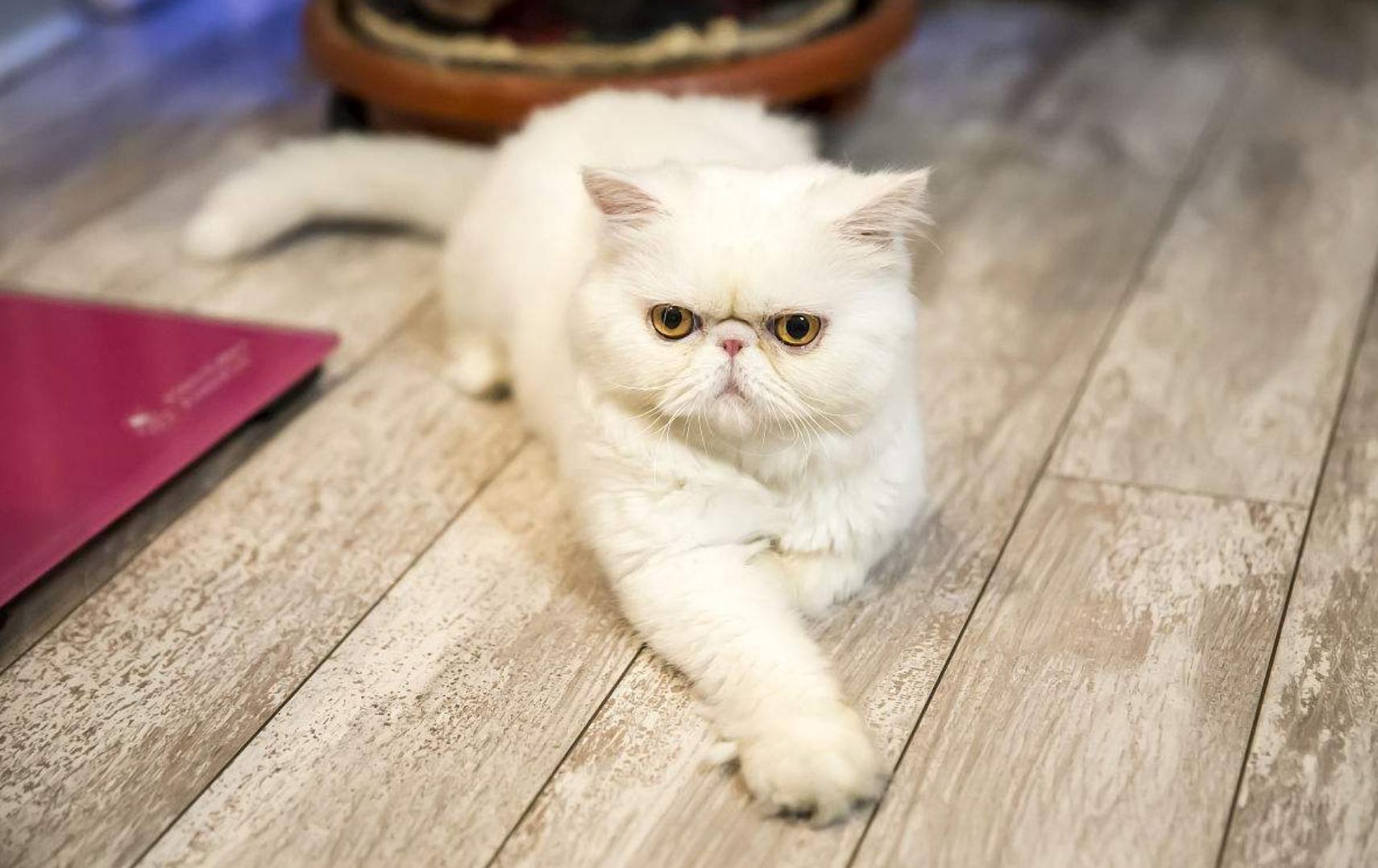 养了就想扔掉的五种猫请谨慎饲养,千万别养这种猫会毁掉你的生活