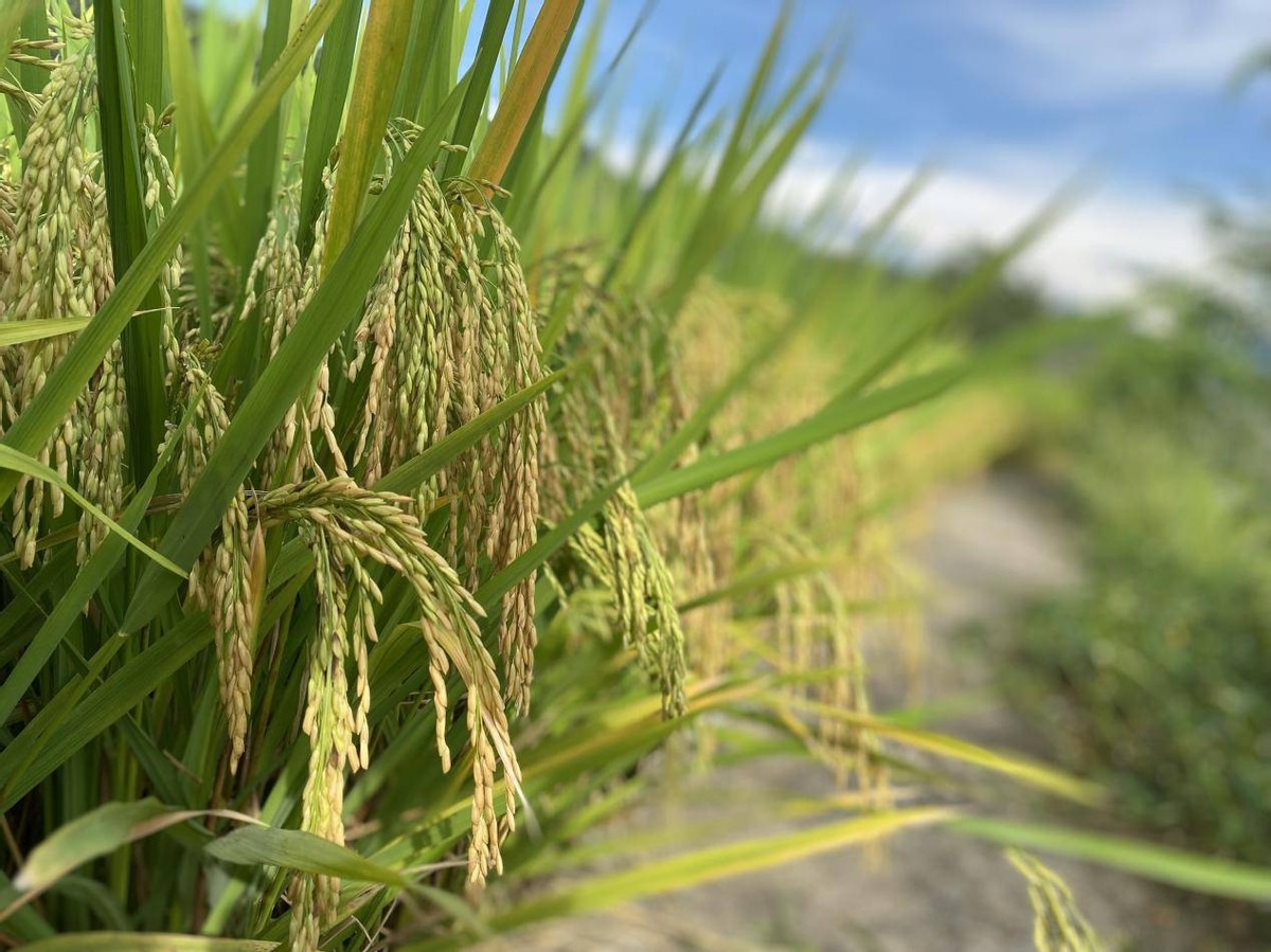 俄罗斯为啥都是平原气候,俄罗斯气候变化现状