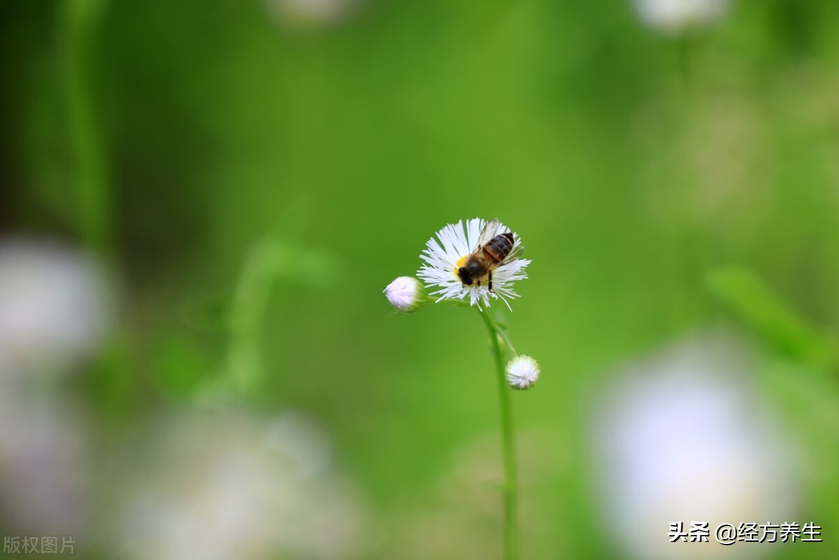 为什么药材没有效果,单一的药材真有用吗