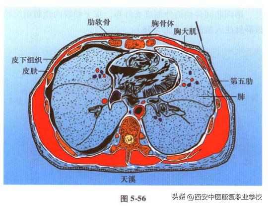 足太阴脾经腹段穴位分布,足太阴脾经经穴是哪个穴位