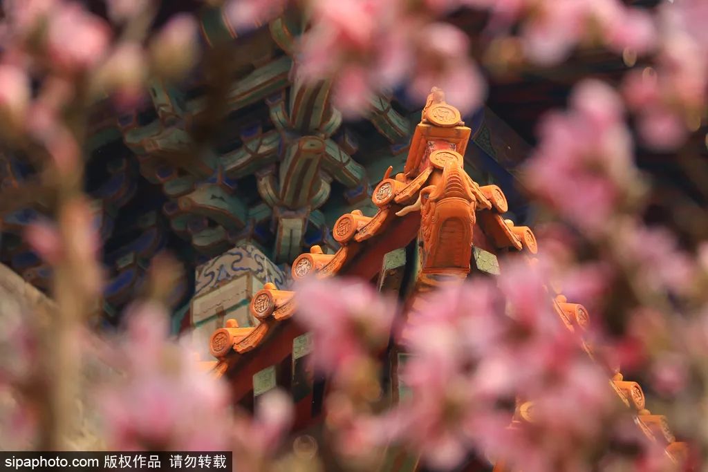 北京春花烂漫图,北京赏花梅花