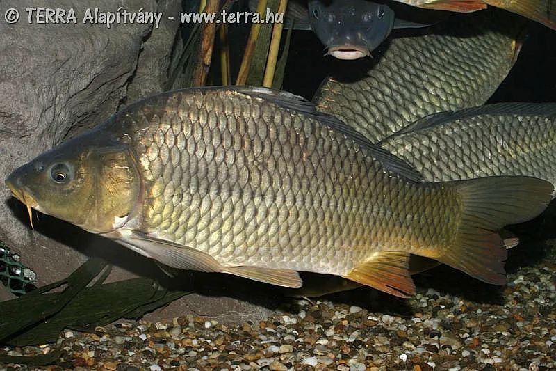 黑龙江三花五罗十八子图片,黑龙江名鱼三花五罗